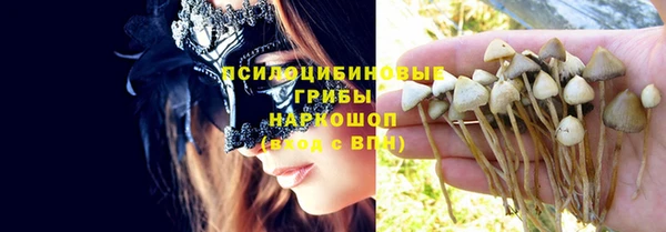 прущие грибы Новодвинск